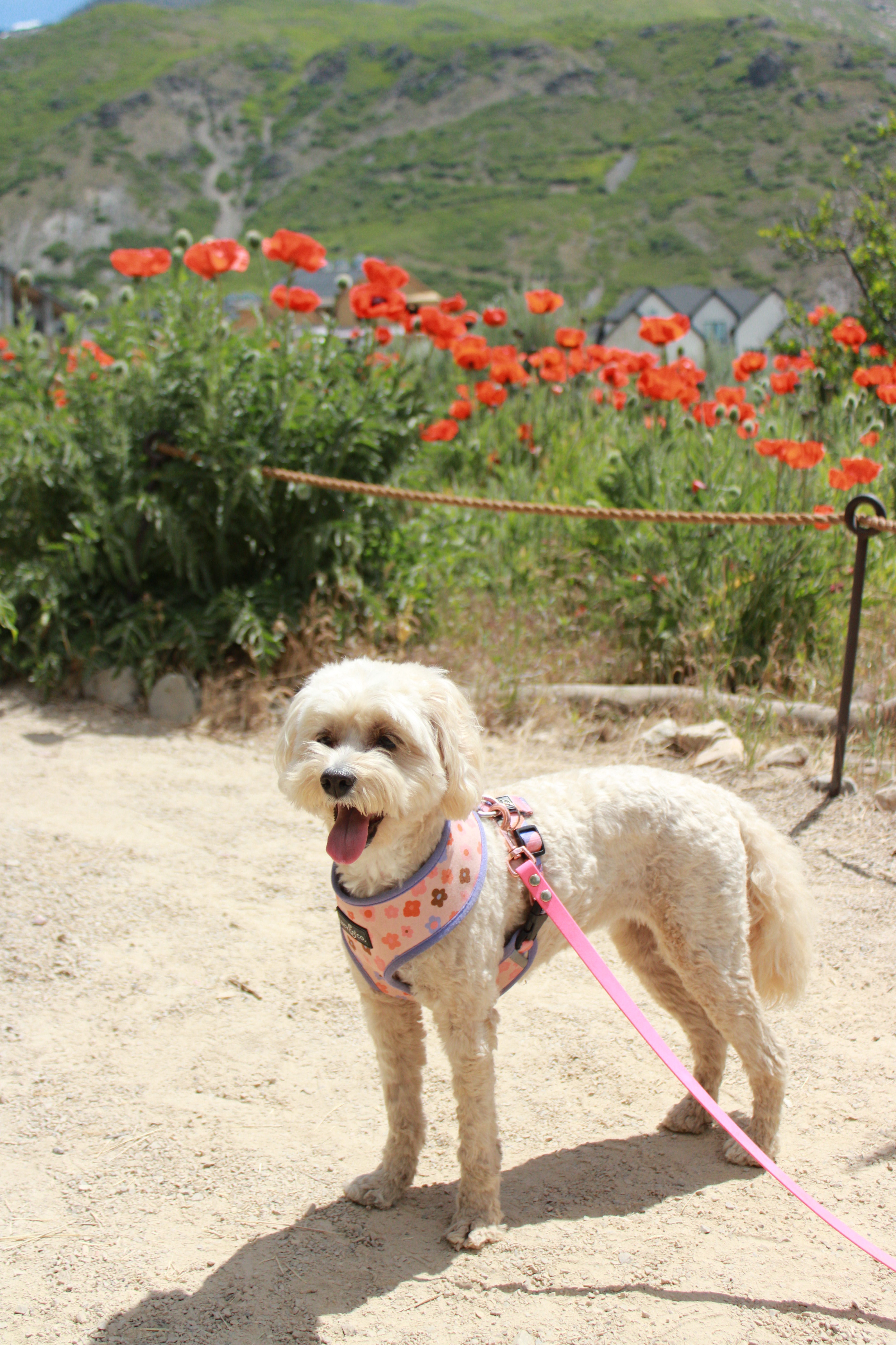 The cutest dog harnesses and dog mom / dog walking gear for you and your pup 🐶 

#LTKPets #LTKTravel #LTKFamily