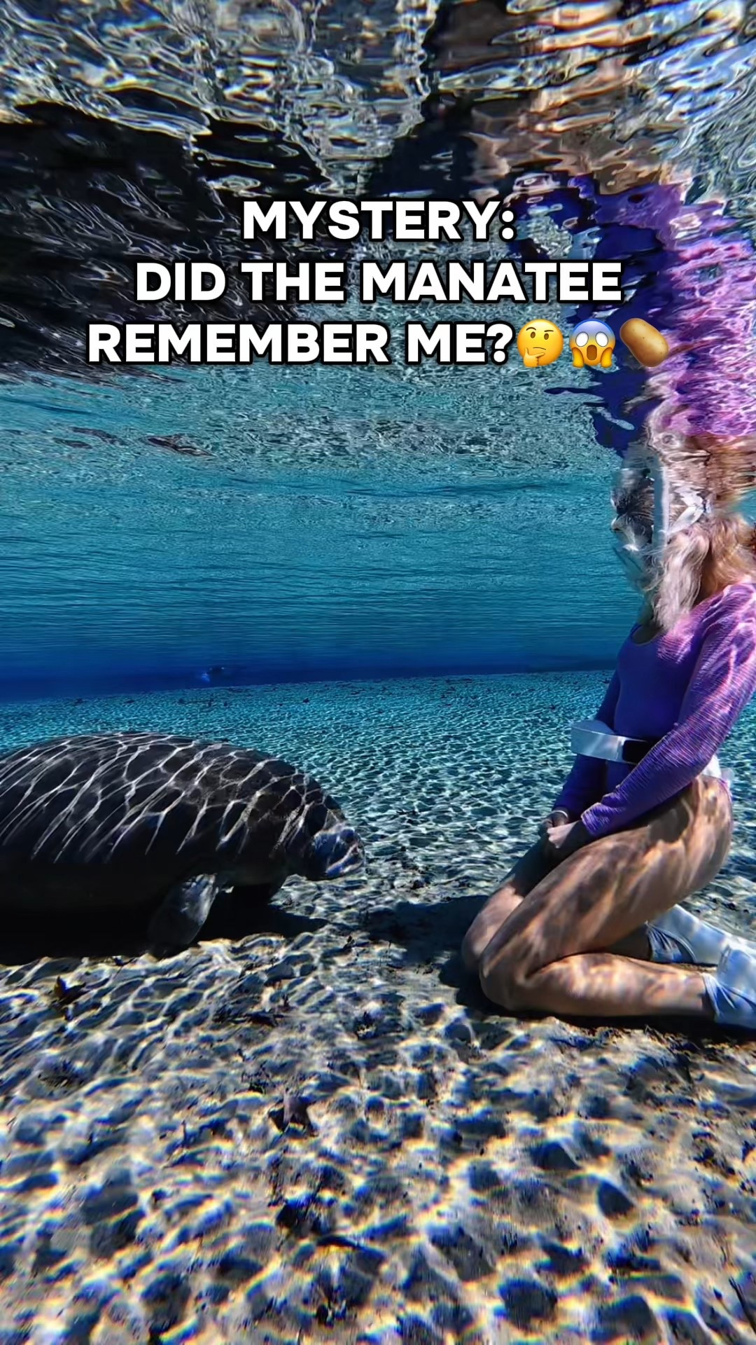 What do you guys think? Is it the same manatee, or a different curious baby? 🤔 Also, were you able to hear all 3 squeaks?👀👂 

#manatee #florida #floridasprings #marinebiology #oceangirl 

#LTKTravel