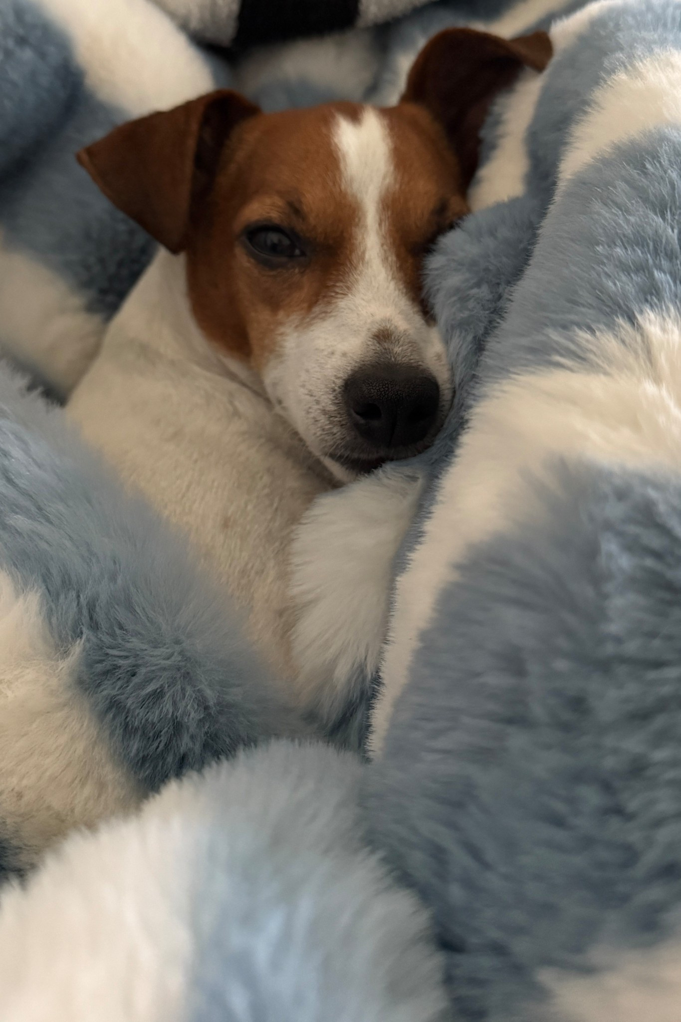 Our favorite cozy girl blankets are 50% off at Anthropologie for Cyber Monday! #cozygirl #selfcare #throwblankets 

#LTKCyberWeek #LTKHoliday #LTKGiftGuide