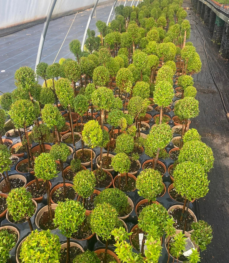 Myrtle topiary 4 pack 6" pots 14"-20" tall | Etsy (US)