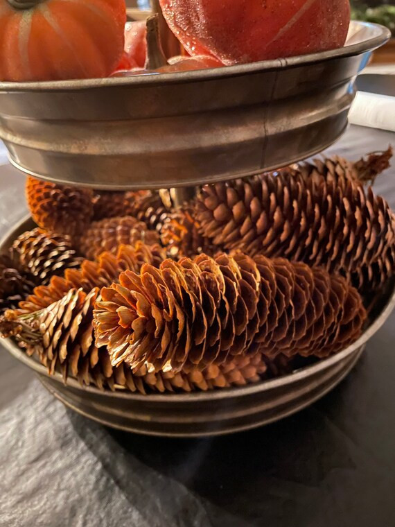 Blue spruce 4-8"  Pine Cones from the Midwest.  12 Clean and ready to use for all your decor and ... | Etsy (US)