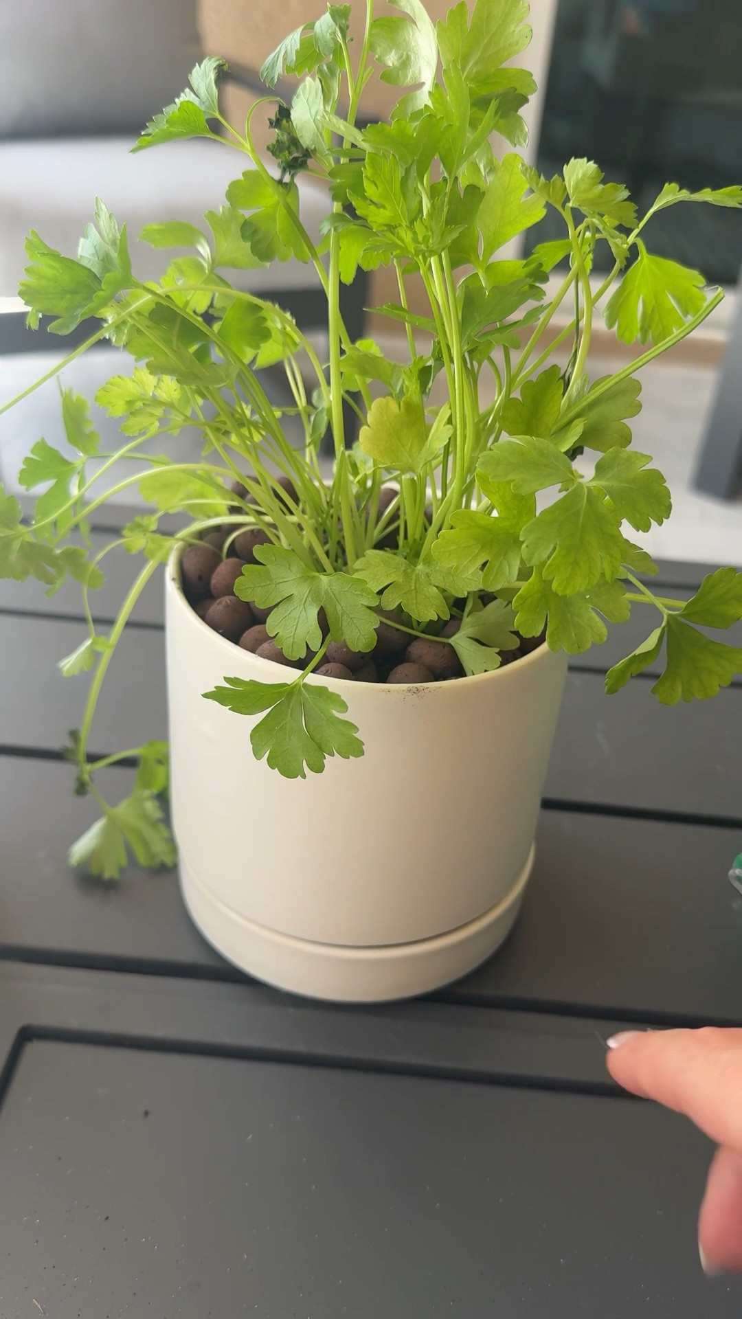 Because buying herbs every week is so last season 🌿 Grow your own in these chic little pots that practically babysit themselves.✨

#LTKFindsUnder50 #LTKSeasonal #LTKHome