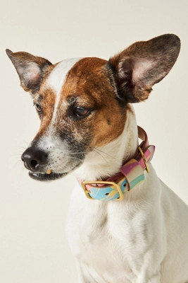 Glad & Young Studio Pet Collar | Anthropologie (US)