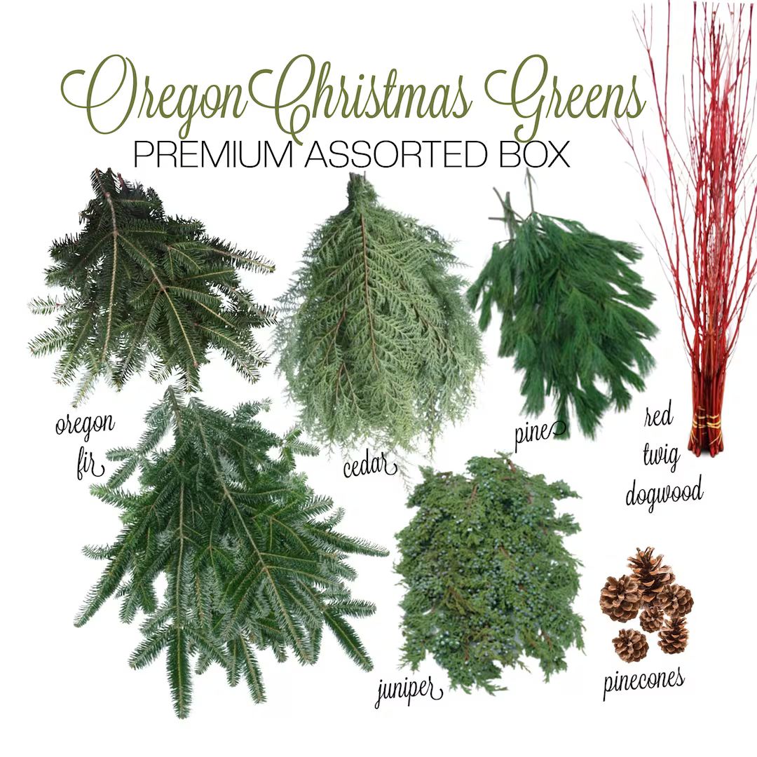 Christmas Greenery Mixed Box Oregon Cuttings Fresh Cut - Etsy | Etsy (US)