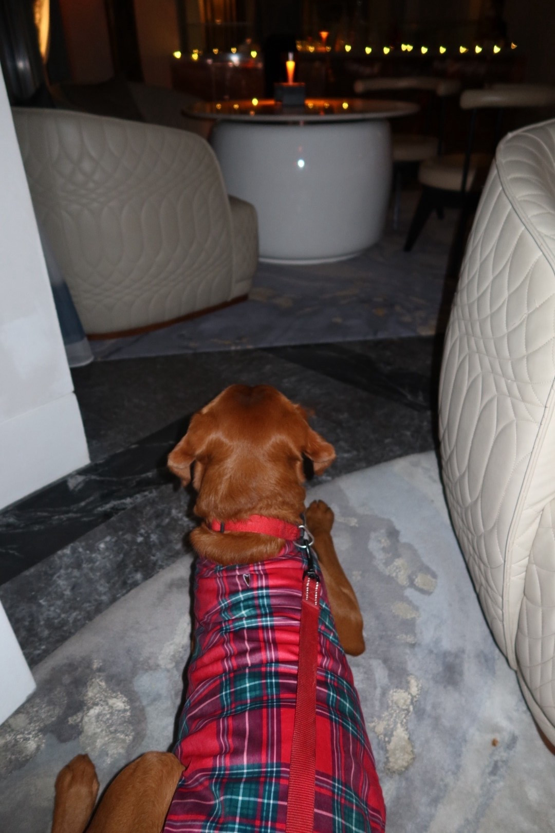 Christmas dog coats 

#LTKwinter #LTKuk #LTKfestive