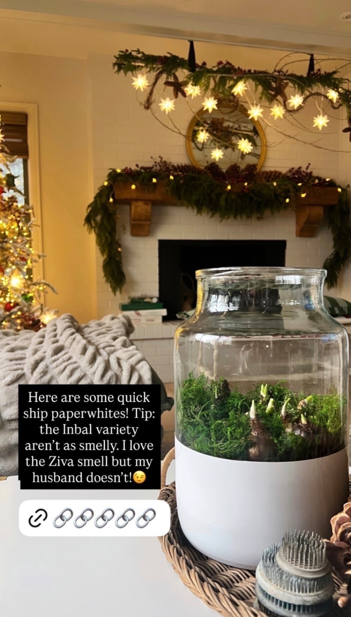 These paperwhites ship quickly if you’re looking for some! Little tip, the Inbal variety has a softer scent. I love the Ziva ones, but my husband definitely has opinions about them 😉

#LTKSaleAlert #LTKHome #LTKHoliday