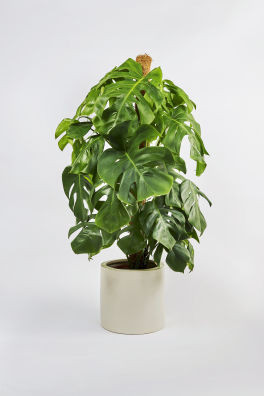 Devil's Ivy On Moss Pole | H&M (UK, MY, IN, SG, PH, TW, HK)