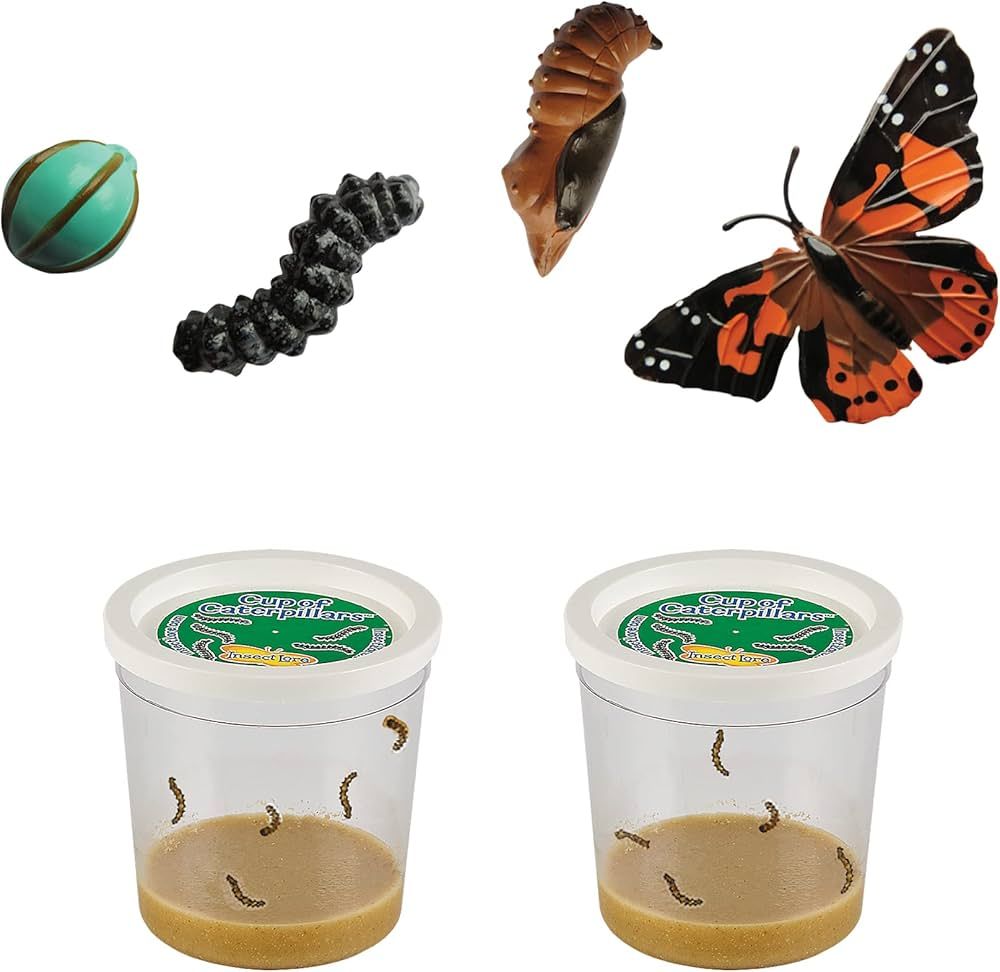 Two Cups of Caterpillars and Butterfly Figurines - Life Science & STEM Education - Butterfly Kit ... | Amazon (US)