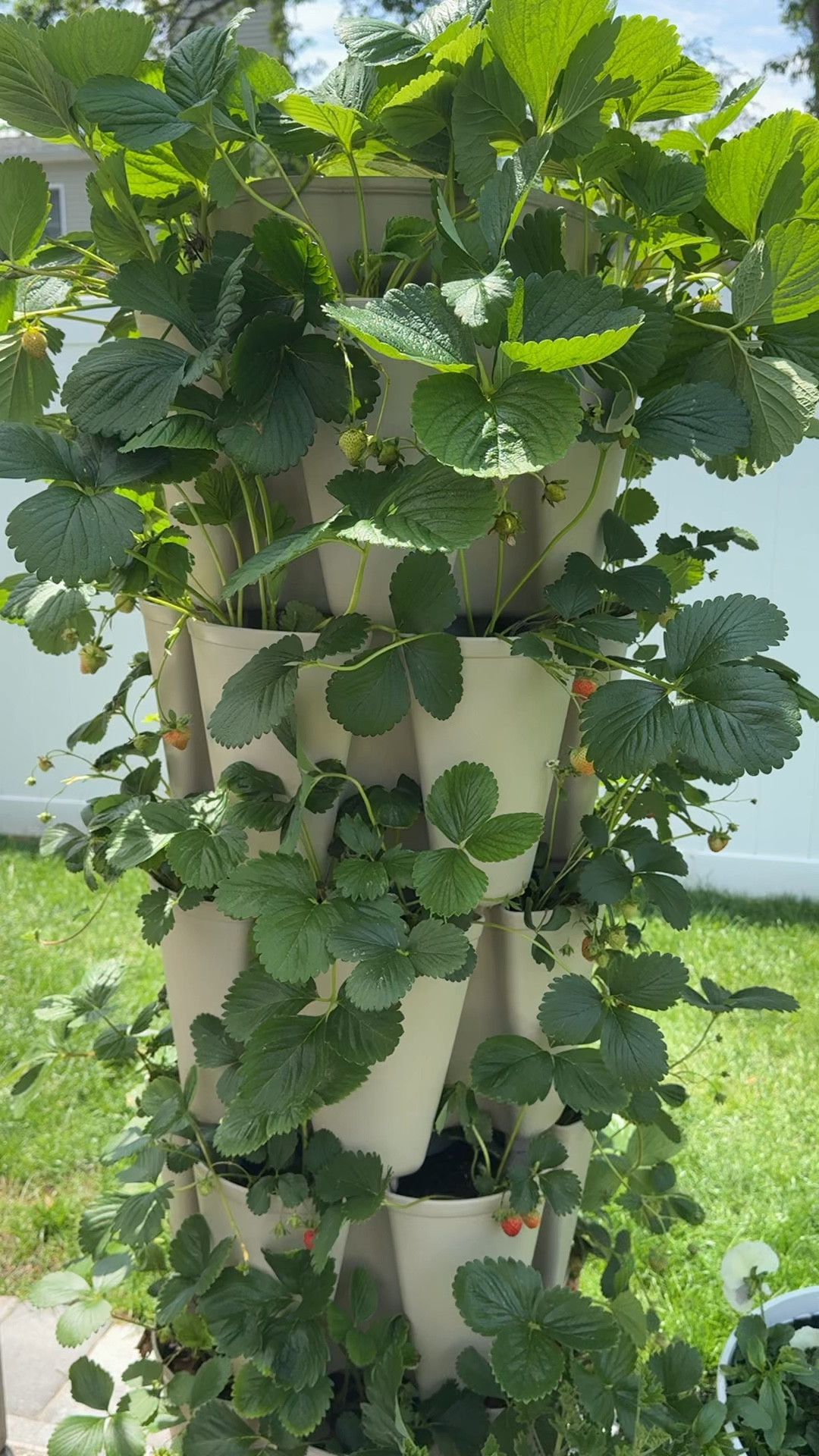 Vertical garden planter to save space



#LTKOver40 #LTKHome #LTKSeasonal