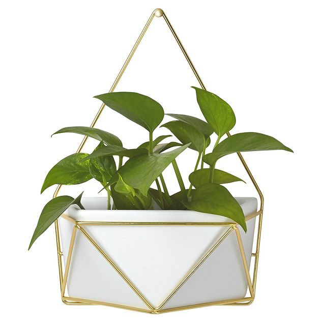 Succulent Wall Geometric Hanging White/Gold - Project 62™ | Target