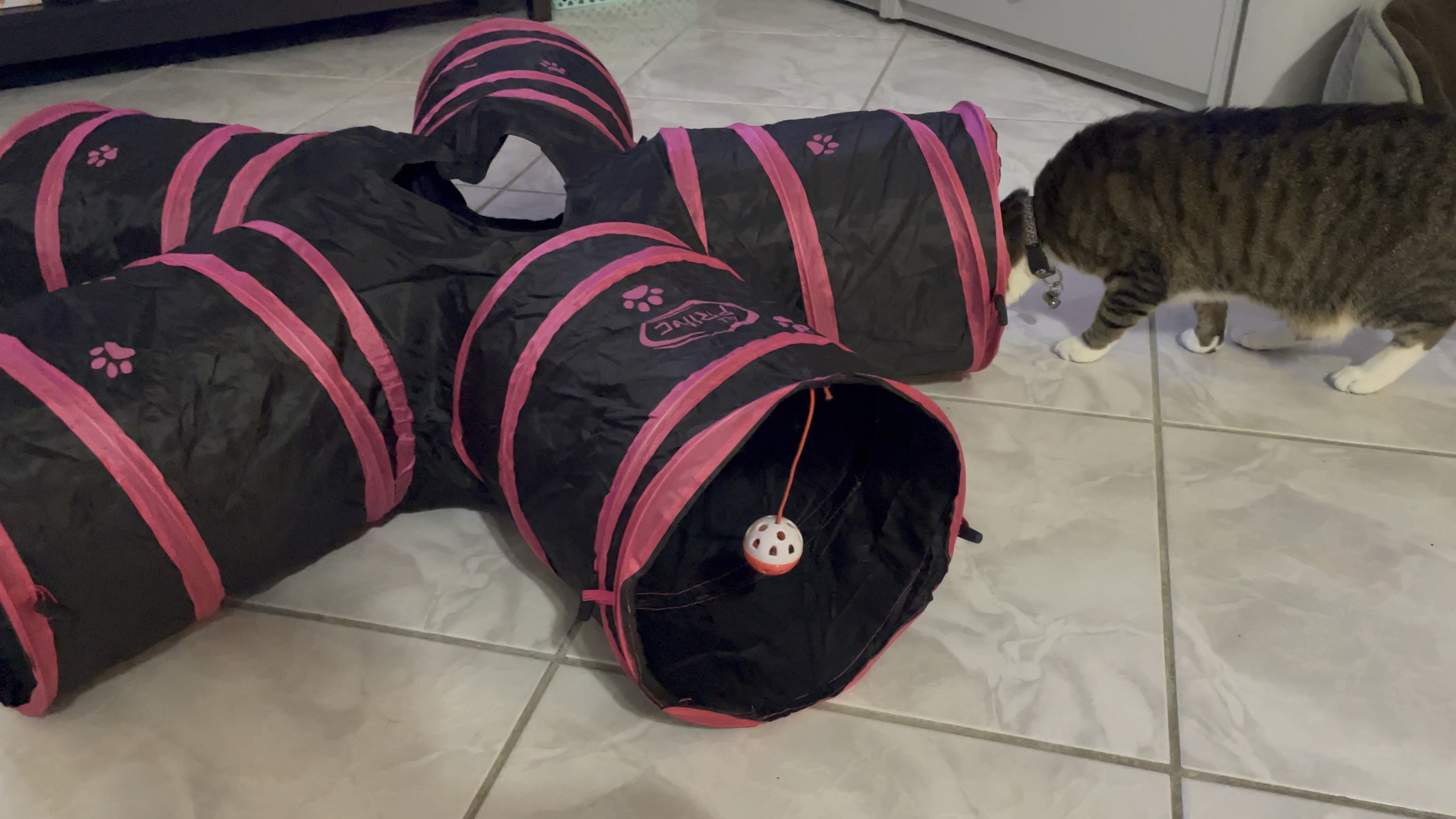 Purchased our tunnel from Temu but found some on Amazon! #catfinds #petfinds #cattunnel #pettunnel #amazonpets #amazonpetfinds 

#LTKfindsunder50