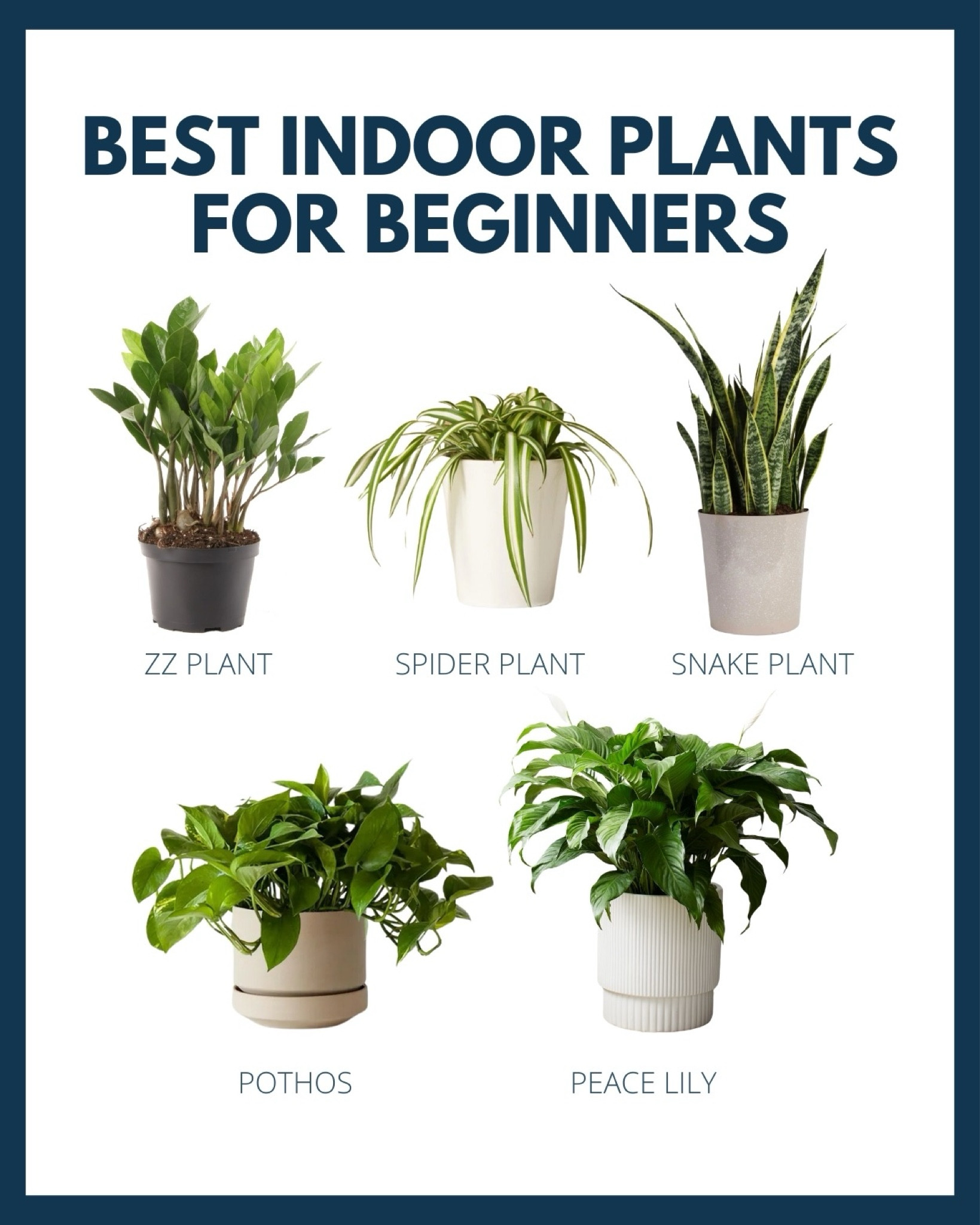 Whether you're a plant newbie or just want low-maintenance options, these 5 indoor plants are perfect: ZZ Plant, Spider Plant (pet-friendly 🐾), Snake Plant, Pothos, and Peace Lily. Bonus: They all ship straight to your door, so you can skip the store and start growing your indoor jungle today! 🌱✨ #IndoorPlants #BeginnerPlants #LTKHome

#LTKSeasonal #LTKHome #LTKStyleTip
