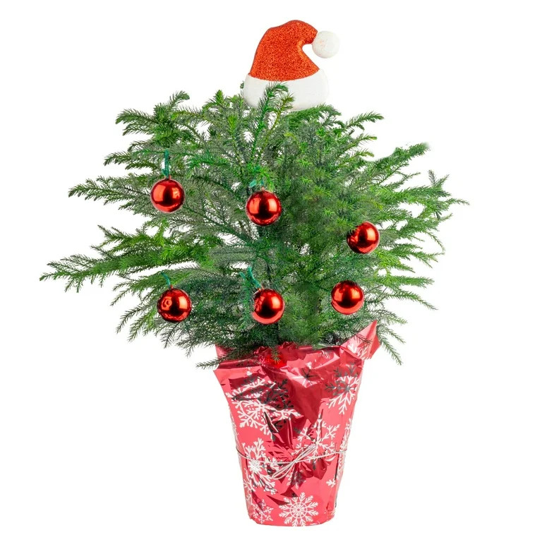 Costa Farms 18" Tall Christmas Tree Bright Direct Sunlight, Indoor Live House Plants, Holiday Cov... | Walmart (US)