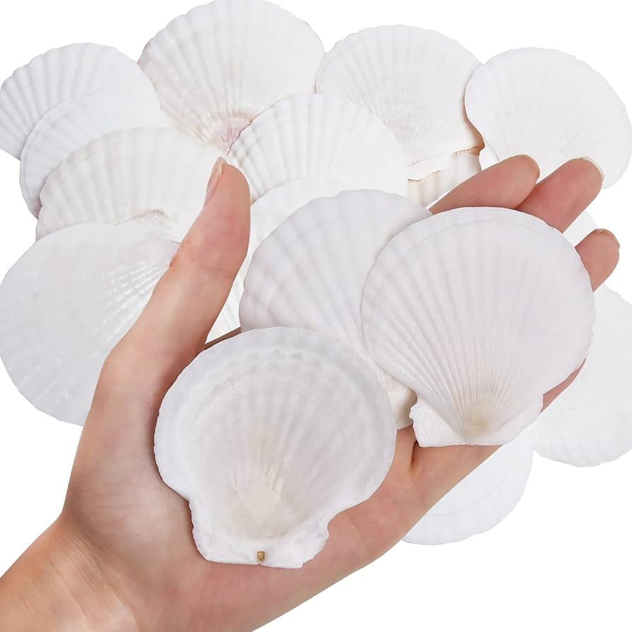 30PCS Natural Scallop Shells White Sea Shells for Decorating from Sea Beach Real Seashells for DI... | Amazon (US)