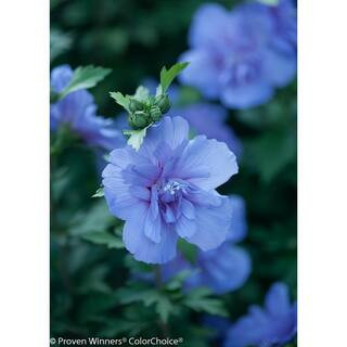 4.5 in. Qt. Blue Chiffon Rose of Sharon (Hibiscus) Live Shrub, Blue Flowers | The Home Depot