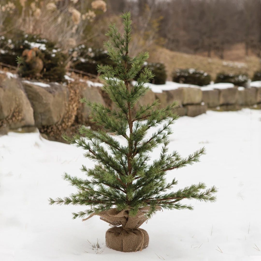 Faux Pine Seedling Christmas Tree 2ft Tall Burlap Base - Etsy | Etsy (US)