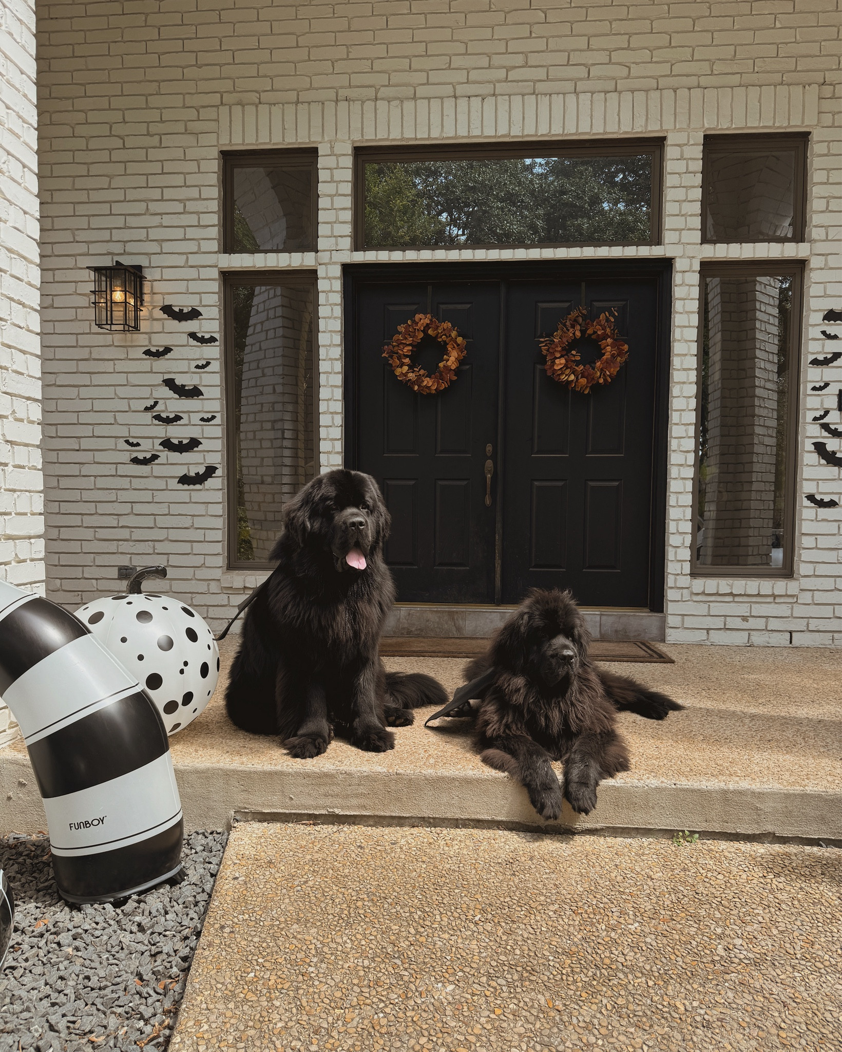 Full decor details! Our inflatables were the star of my reel but I’ve added the rest of the decor we used here, including the dogs bat wings lol 

#LTKSeasonal #LTKFindsUnder100 #LTKHome