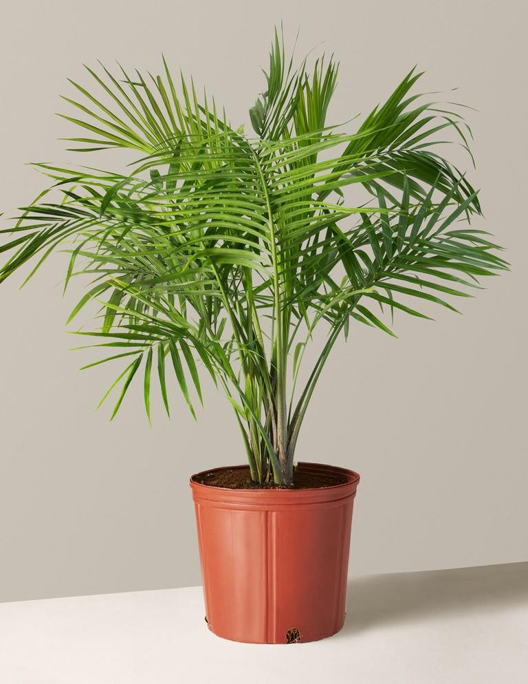 Large Majesty Palm | The Sill