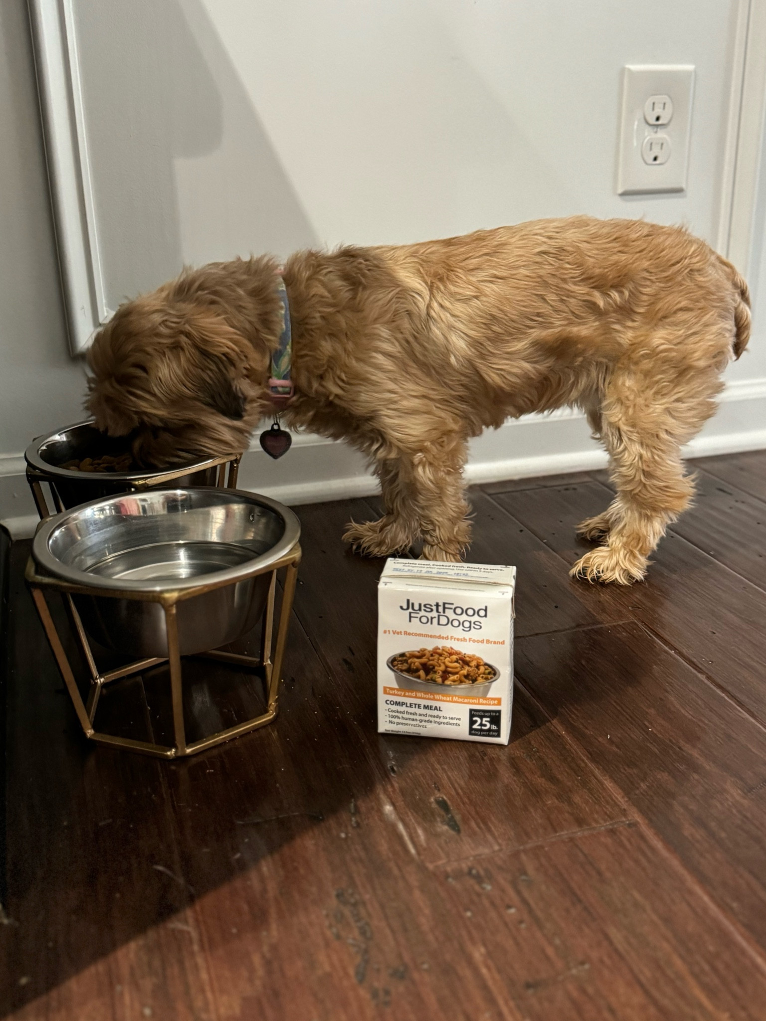 Millie starting her Saturday off with her favorite Just Food for Dogs Turkey & Whole Wheat Macaroni recipe!
Made with human-grade turkey, whole wheat macaroni and veggies. 


#LTKFindsUnder100 #LTKFindsUnder50 #LTKFamily