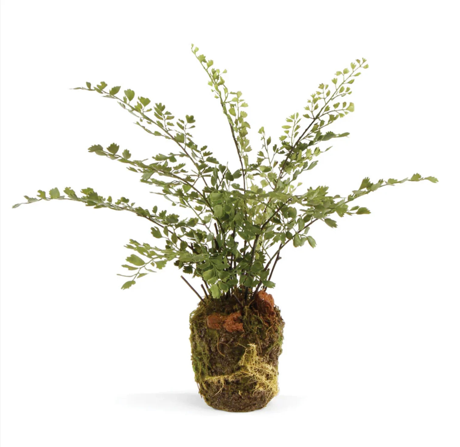 Faux Maidenhair Fern, Drop in 13 | Cottage and Key