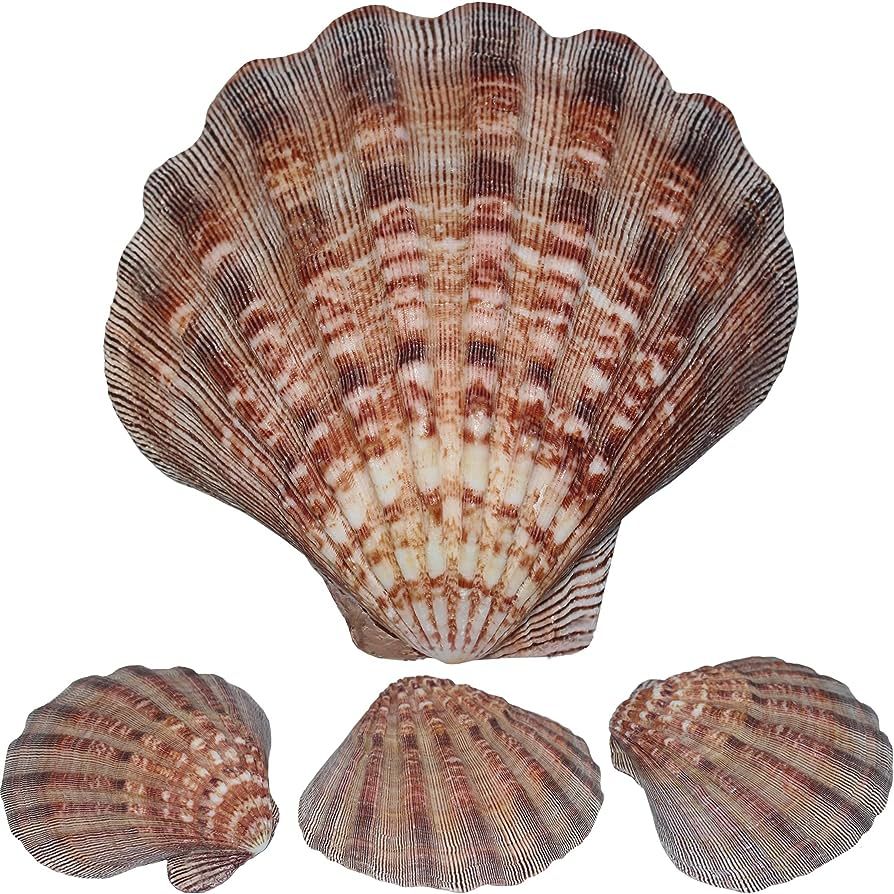 4 Pcs Large Great Scallop Sea Shells Brown Lions Paw Baking Shells,Art Craft，Ocean Beach Seashe... | Amazon (US)