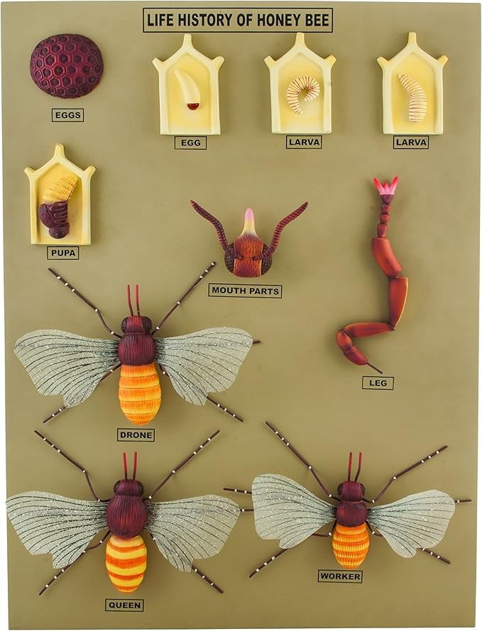 EISCO Jumbo Life Cycle of The Honey Bee Model | Amazon (US)
