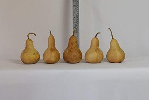 Amazon.com: Box of 5 Dried Martin Gourds - 3" Diameter : Arts, Crafts & Sewing | Amazon (US)