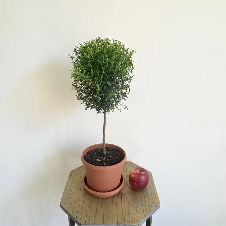 LIVE 6 inch pot Myrtle Topiary, Myrtus Bonsai Tree, Housewarming gift, Thank you gift, Office gif... | Etsy (US)