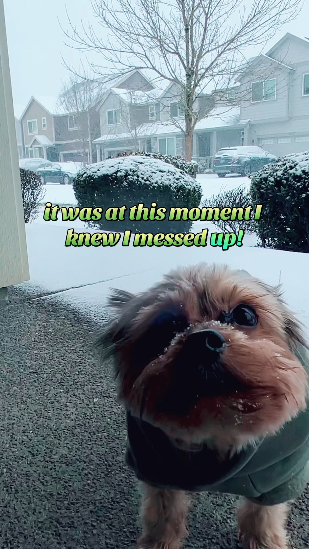 Remi hates the snow, but loves his #Comfrt Paws hoodie!🐾✨

#LTKFindsUnder50 #LTKMostLoved #LTKPets