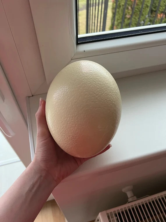 Plain Ostrich Egg Grade A for Crafts - Etsy | Etsy (US)