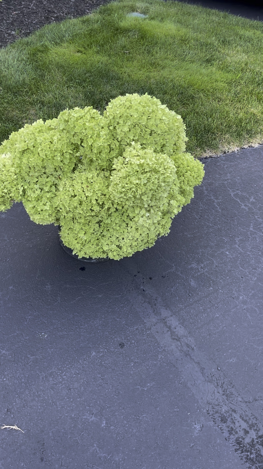 Hydrangea essentials 

#LTKhome #LTKSeasonal #LTKunder50