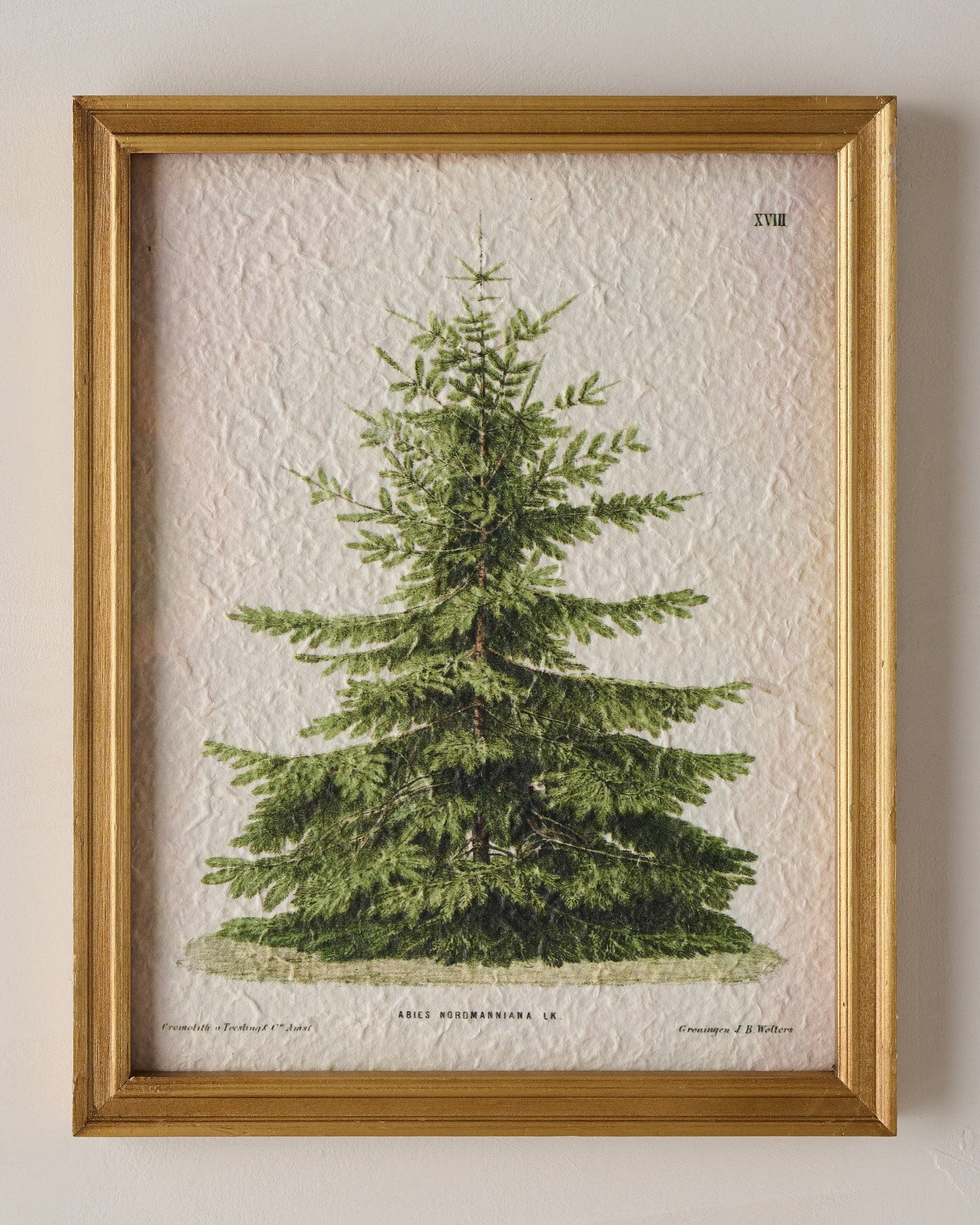 Vintage Christmas Fir Print | Magnolia