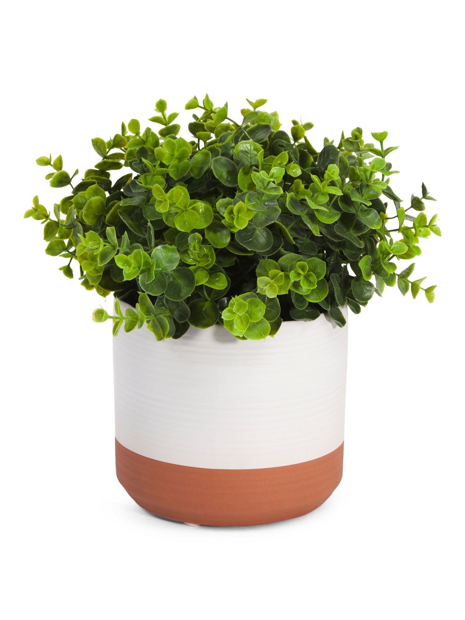 Eucalyptus In Ceramic And Terracotta Pot | TJ Maxx