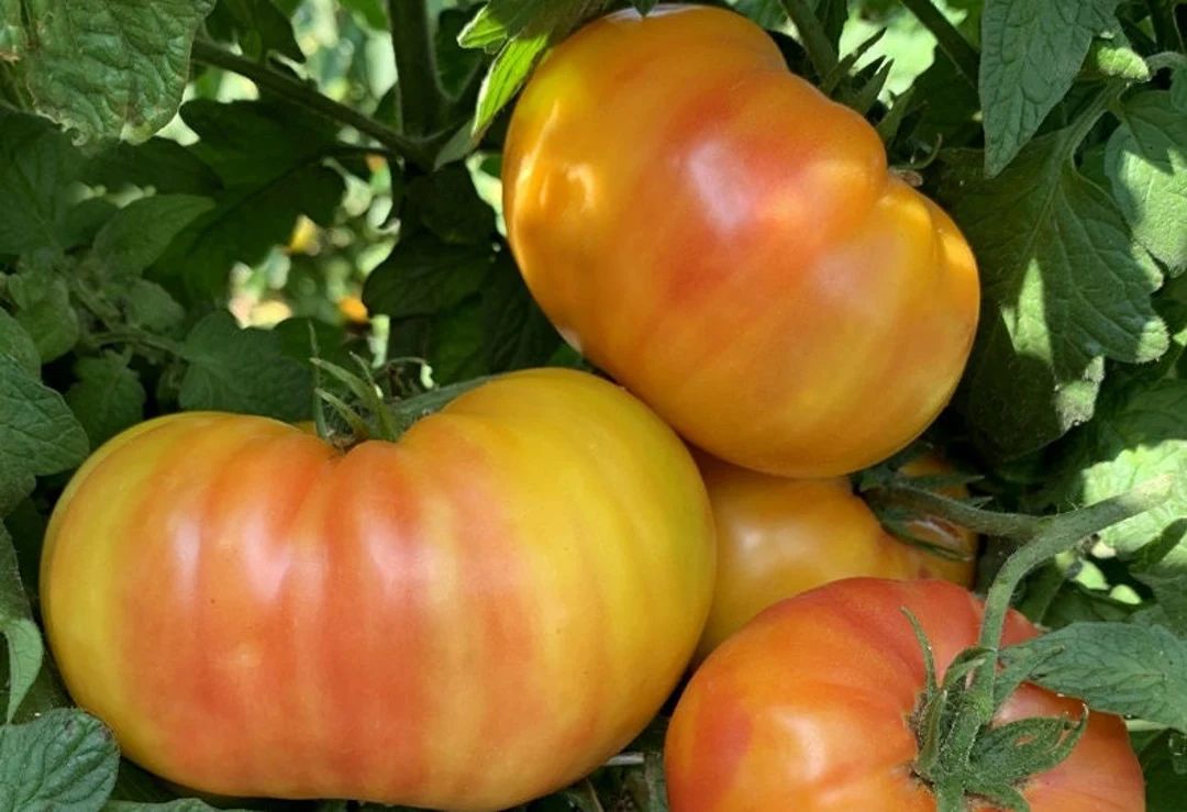 Hillbilly Potato Leaf Tomato Seeds | Heirloom | Organic | Bulk | Wholesale | Etsy (US)