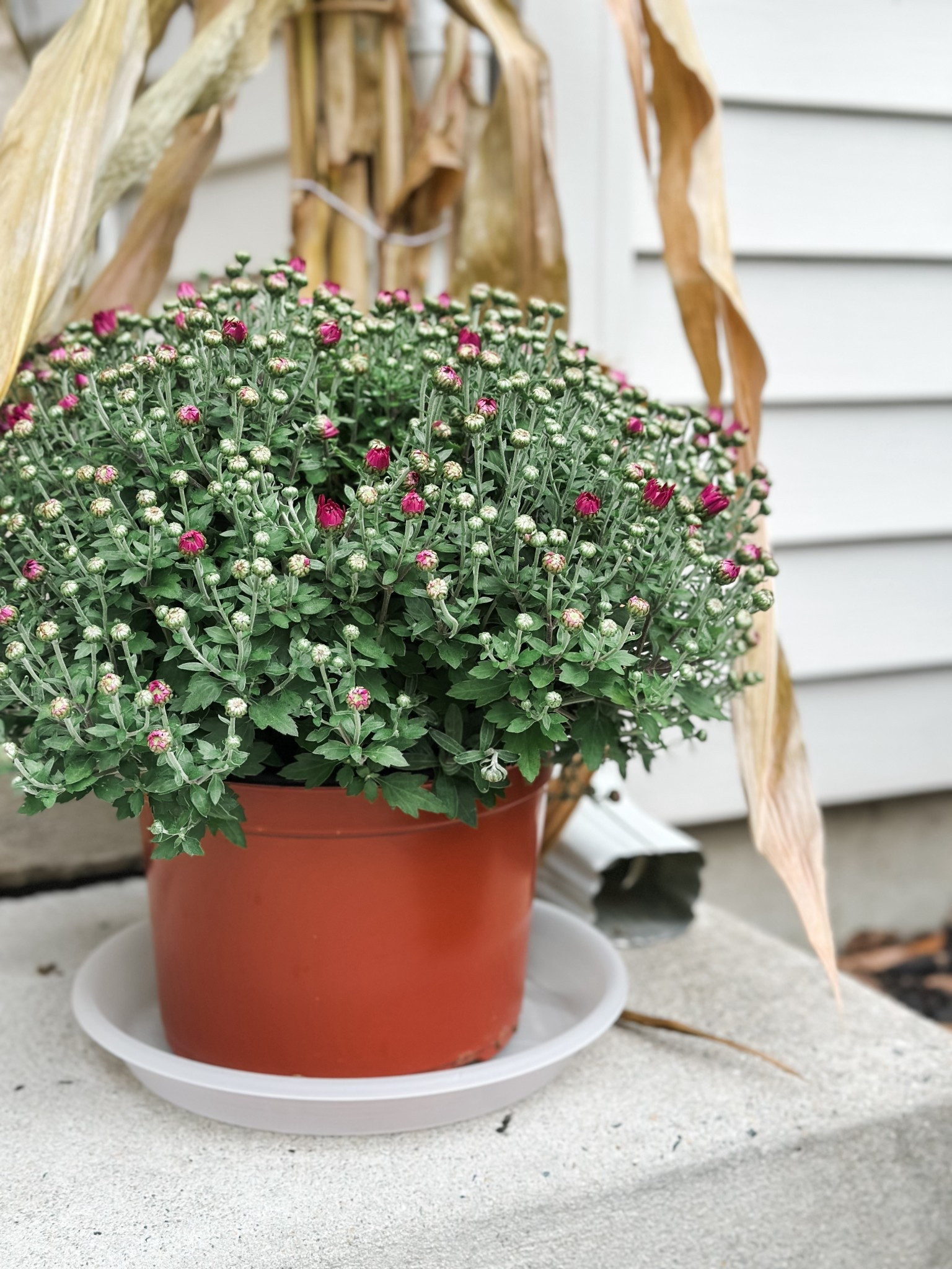 These plant saucers are a must for mum season. They catch extra water, keeps my porch clean, and help the roots stay hydrated so they last longer! 🍂

#LTKSeasonal #LTKHome