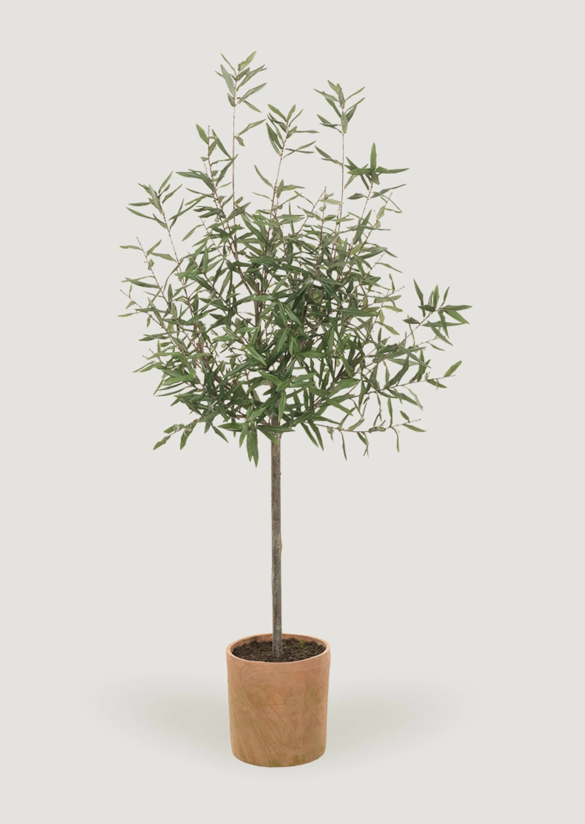 Faux Olive Tree Plant in Clay Pot | Luxe Fake Potted Plants | Afloral | Afloral