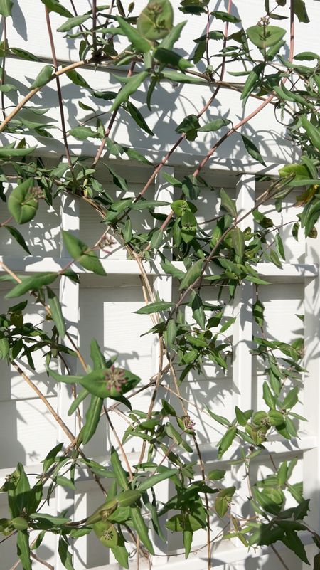 Linking our outdoor trellis along with a few others that I like! 

Great for crowing vine-like plants and flowers or used as a privacy screen 

#LTKhome #LTKfindsunder100 #LTKSeasonal