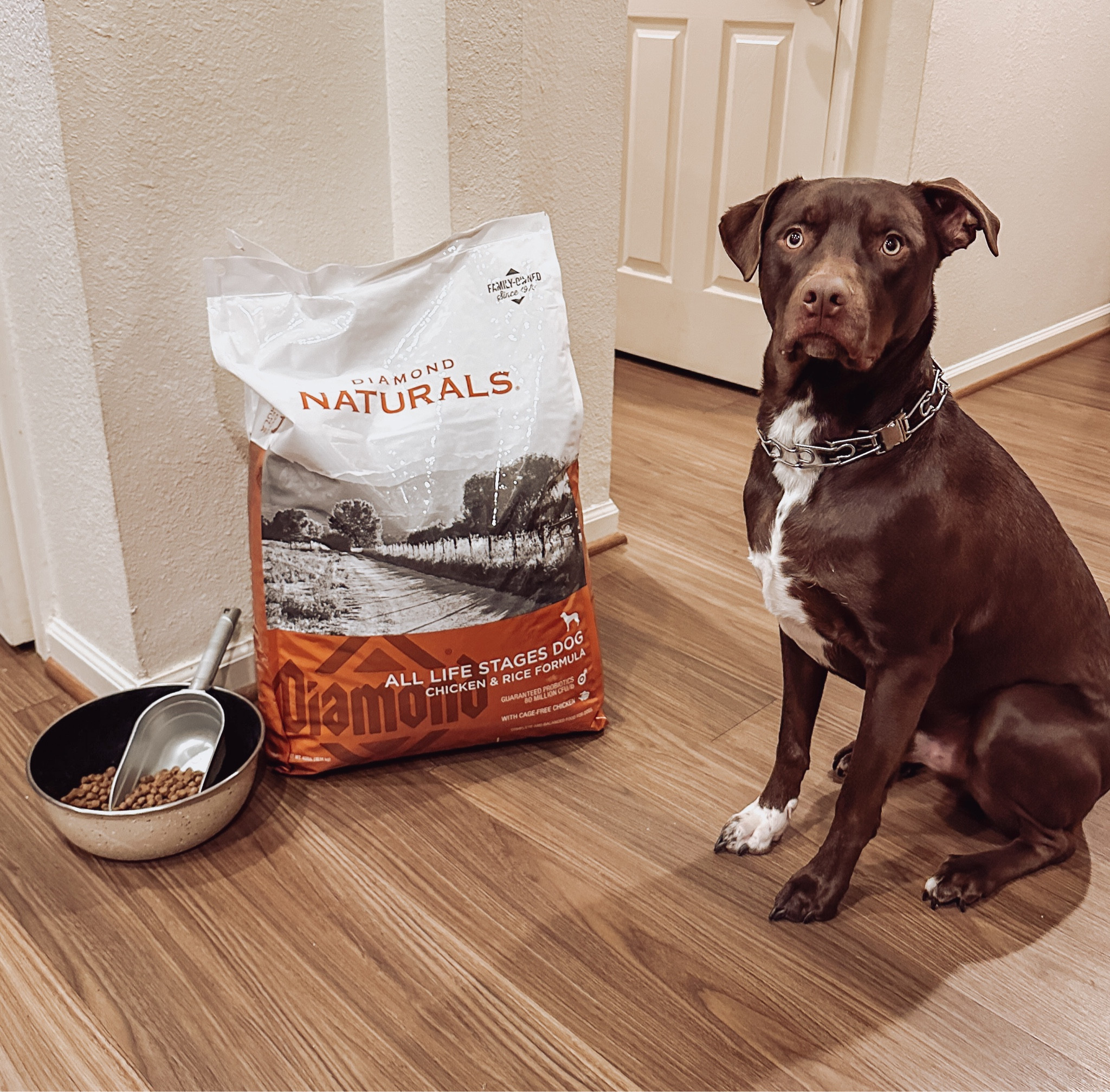 Our pups love this dog food and after a health scare, this all we will feed them from now on ❤️

#LTKfindsunder100 #LTKSeasonal