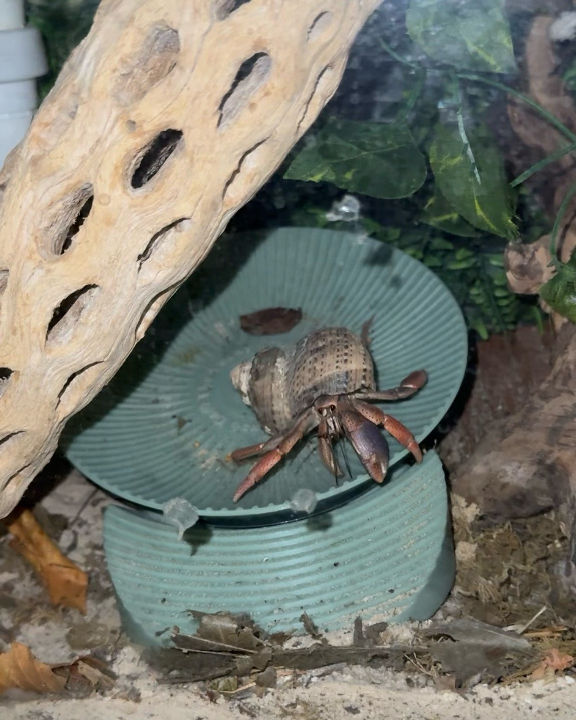 Wheel for hermit crabs 