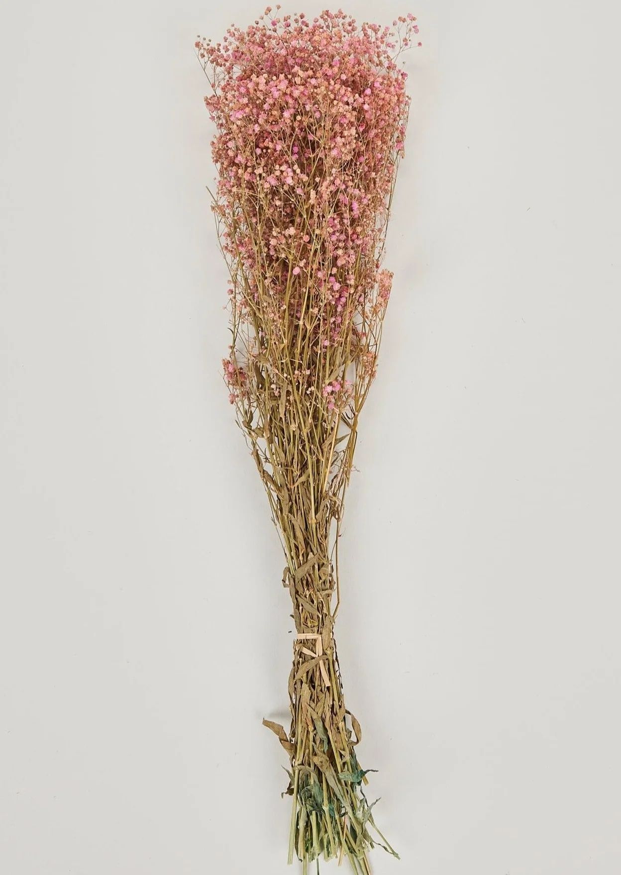 Shop Dried Flowers Online at Afloral.com | Pink Preserved Gypsophila | Afloral