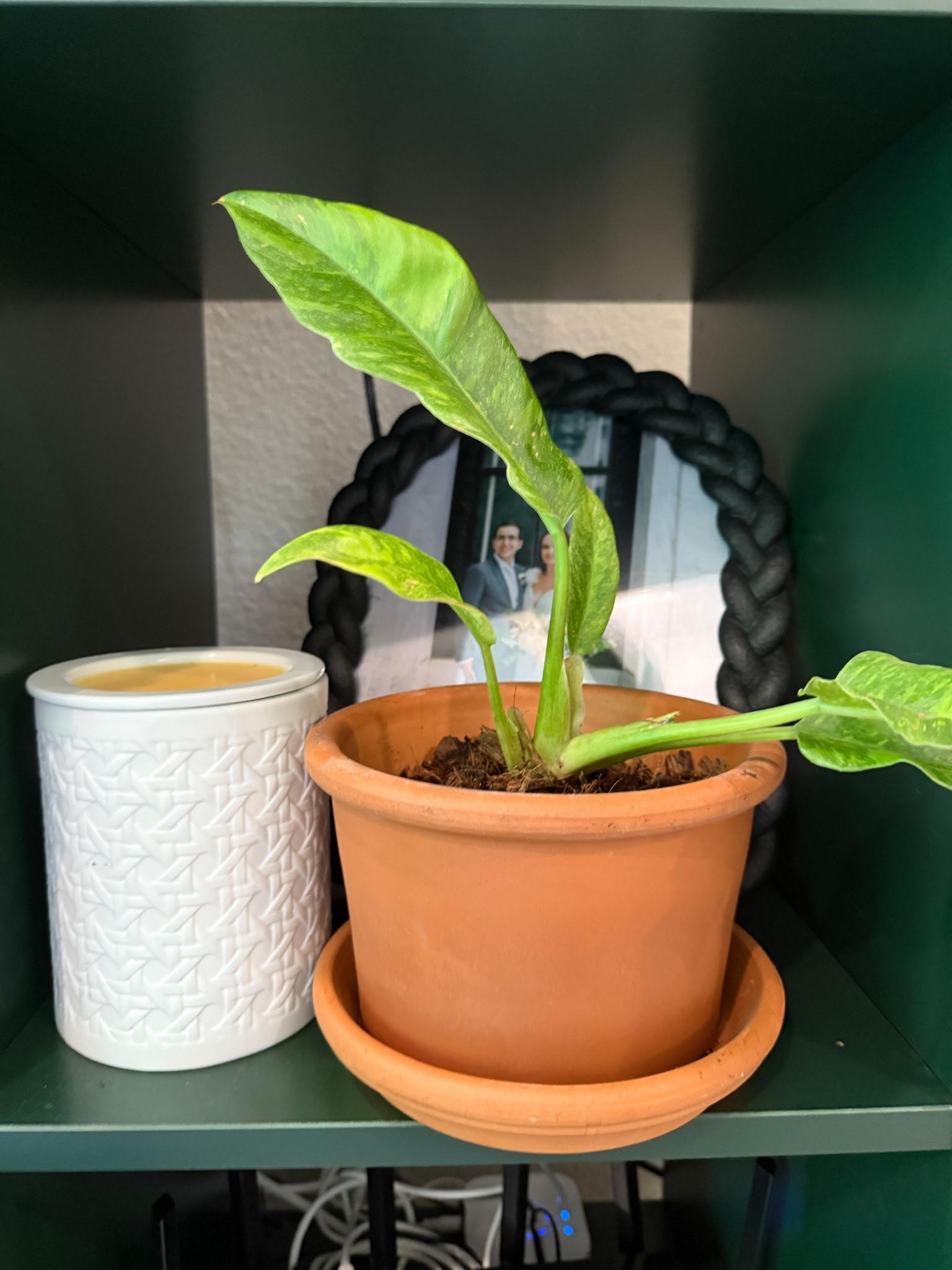 Plant parent home decor 🌱

#LTKHome #LTKSeasonal