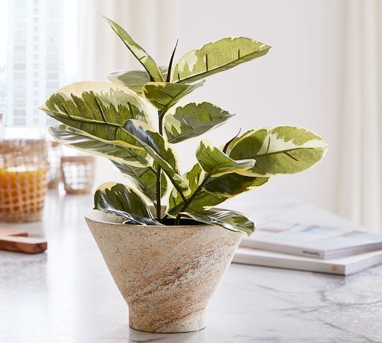 Faux Potted Rubber Houseplant | Pottery Barn (US)