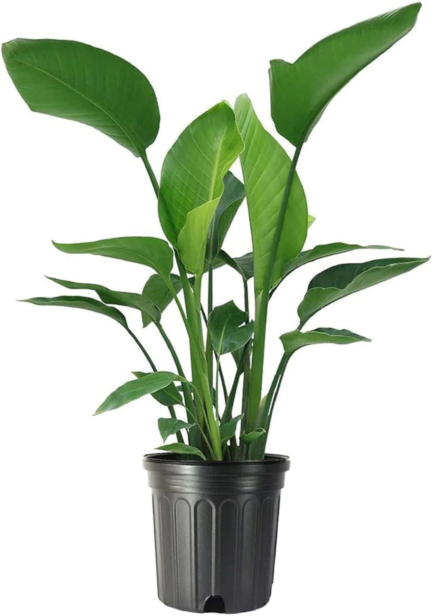 American Plant Exchange White Bird of Paradise, Large Live Tropical Plant for Indoors, 10" Pot, F... | Wayfair North America