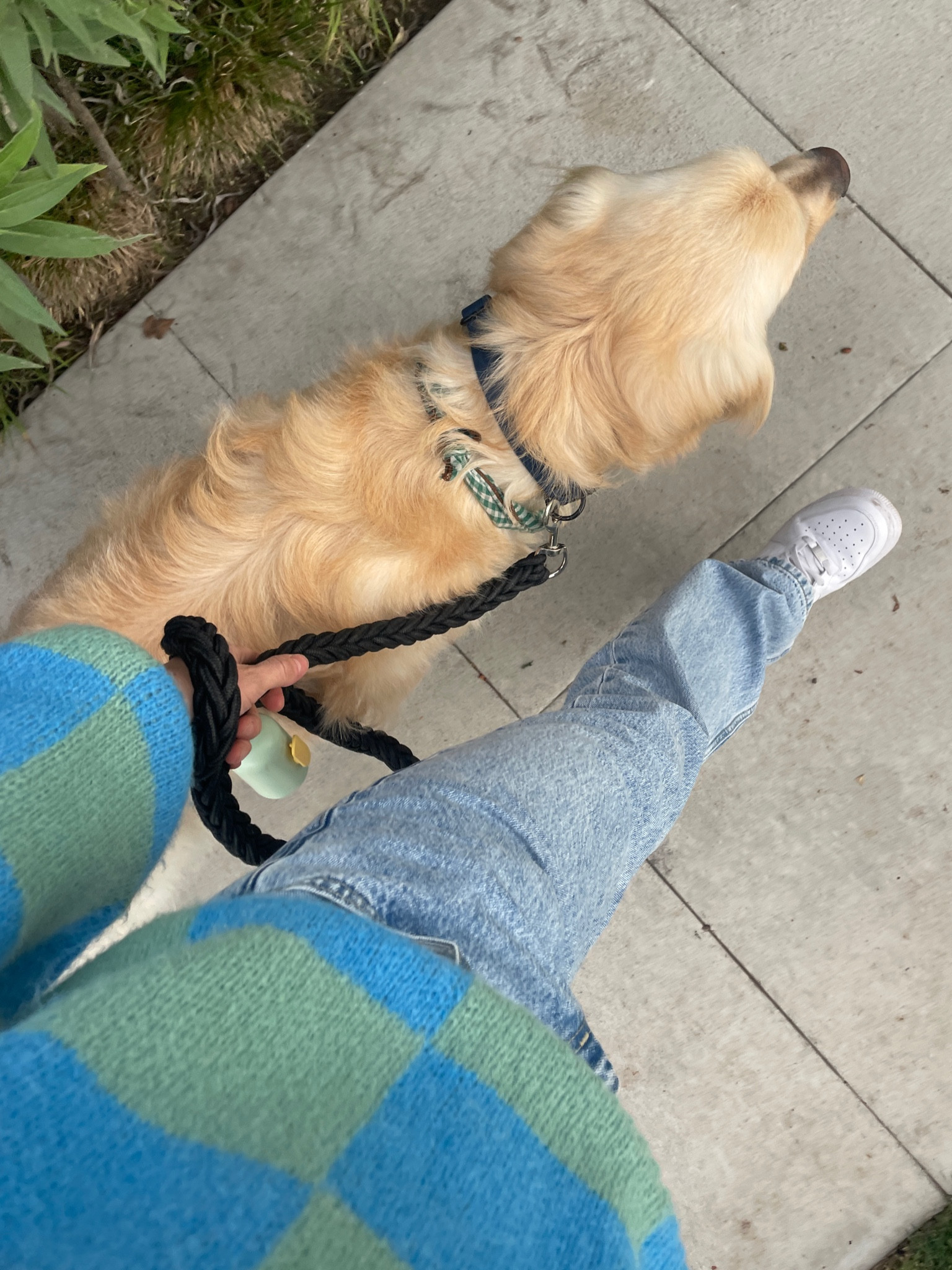 Obsessed with this sweater #stinegoya #ssense #ootd #goldenretriever #levis 

#LTKstyletip #LTKsalealert #LTKshoecrush