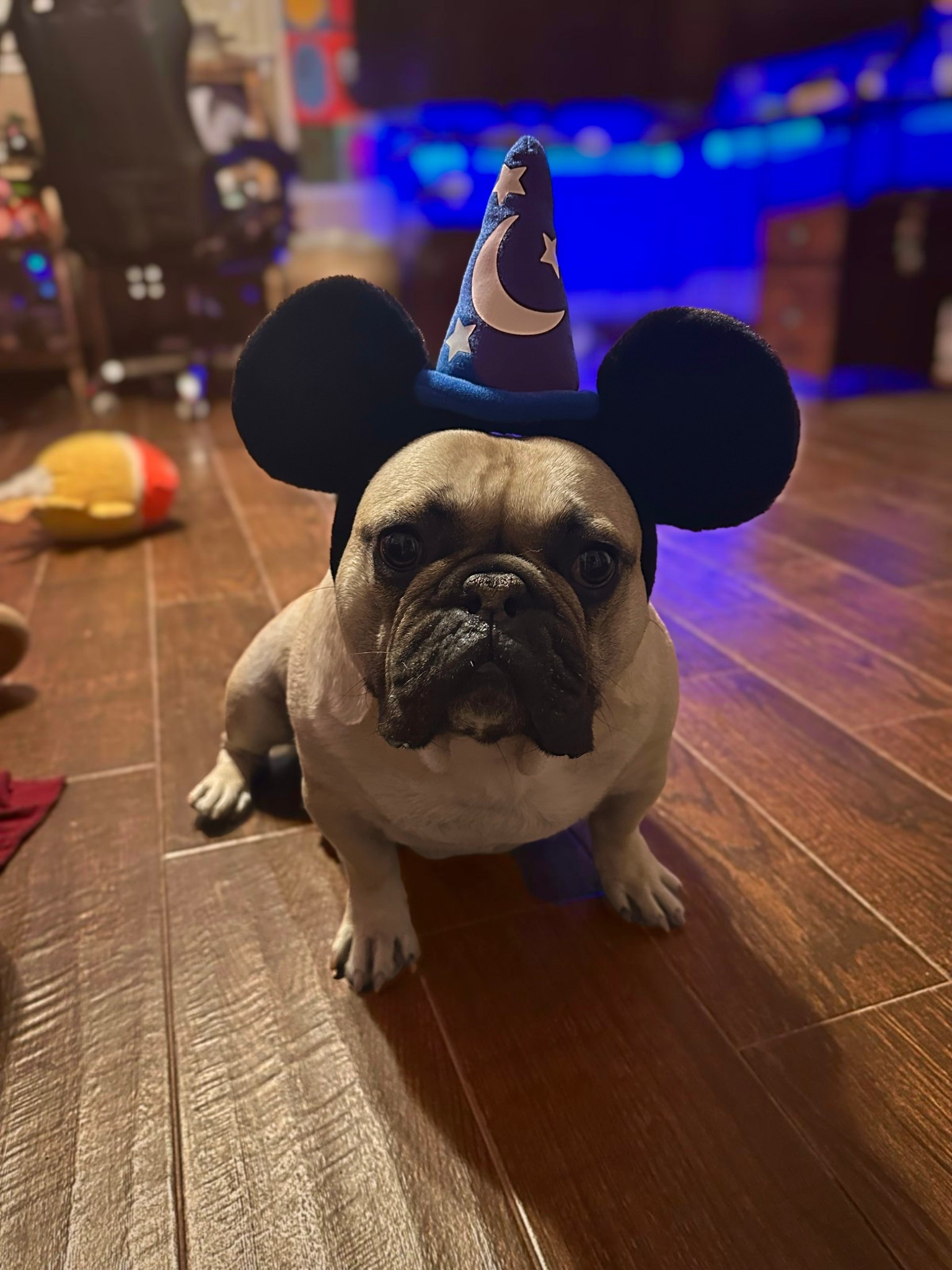 Hold onto the moments in your life that are pure magic! 
#dogsofinstagram #frenchies #frenchiesofinstagram


#LTKdayinmylife