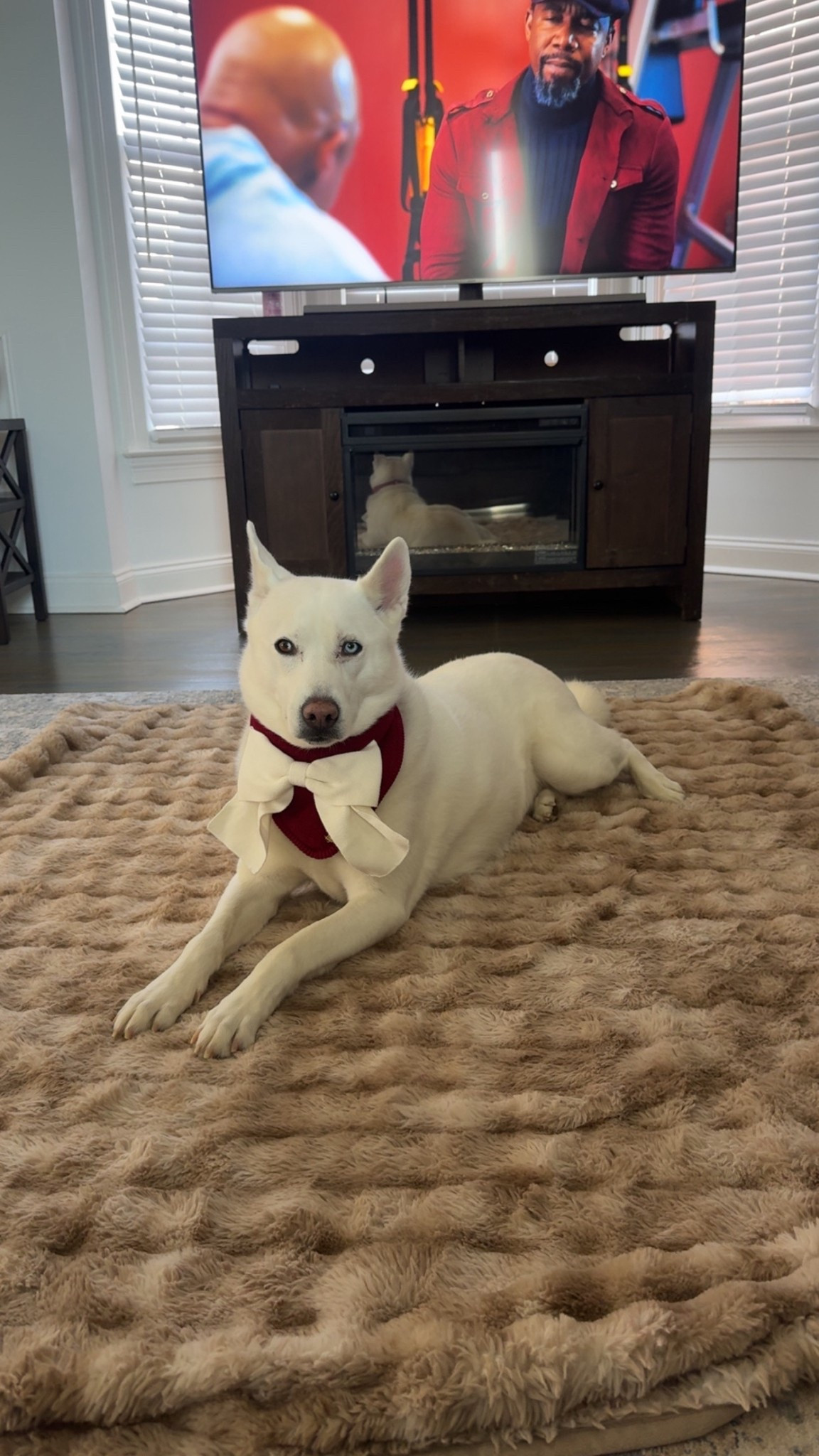 The prettiest princess 👑 🐾❤️

#LTKootd #LTKmomlife #LTKdayinmylife