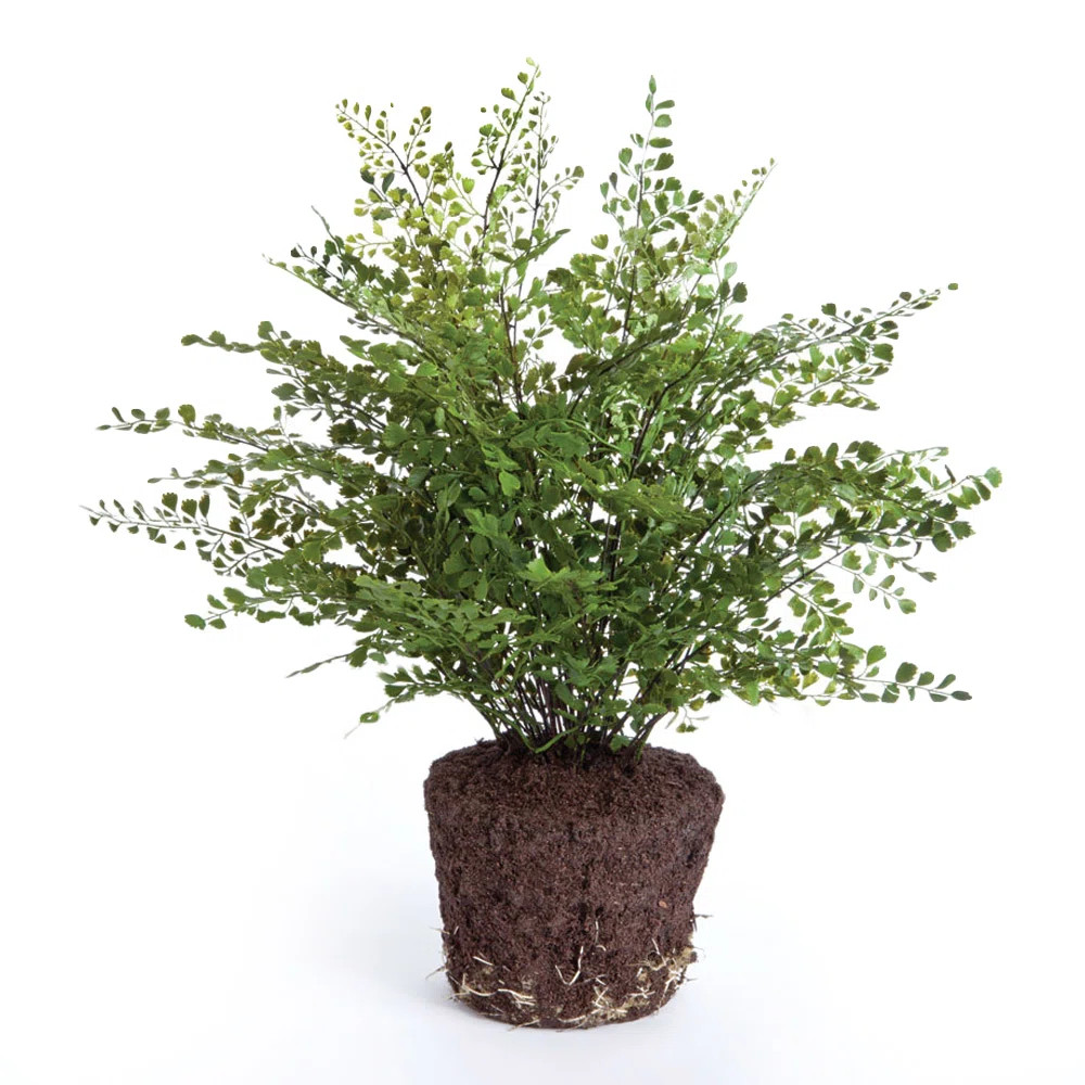 Queensland 18" Artificial Fern Tree | Wayfair North America