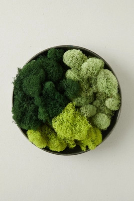 Preserved Green Reindeer Moss, Set of 3 | Anthropologie (US)