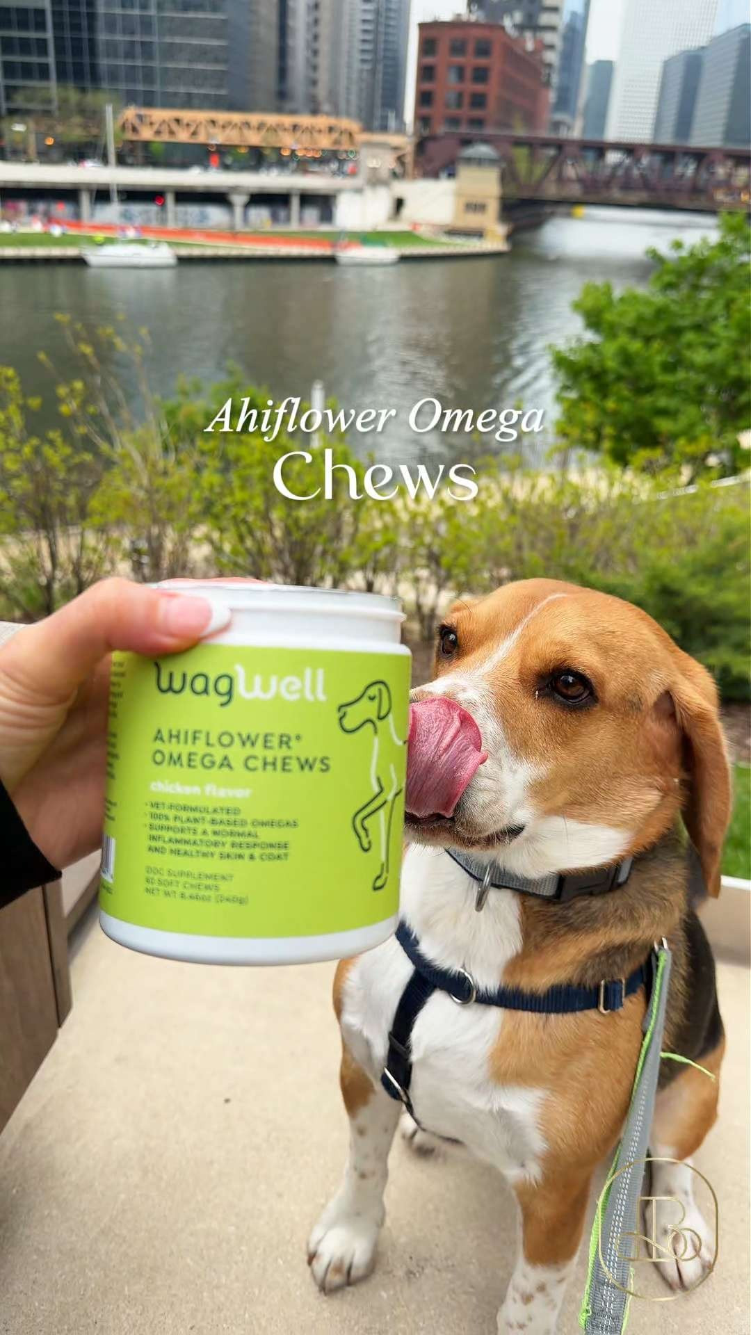 Upgrade your pup’s daily wellness routine with a plant-powered boost that leaves fish oil in the dust! These WagWell Ahiflower Omega Chews utilize a highly sustainable, clean-tasting agricultural source to pack a heavy punch of optimal fatty acids, completely avoiding that annoying, stinky fish breath 🐕 Perfect to gift for design-loving minimalists, eco-friendly pet parents, or a peer who demands absolute ingredient utility paired with a clean, odor-free storage setup! 🐶 #WagWell #DogWellness #PlantBasedOmega #PetHealth #JointSupport #DogTrainingTreats #MinimalistPetCare 

#LTKHome