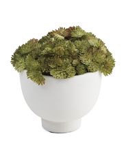 Succulent In Ceramic Pot | Marshalls